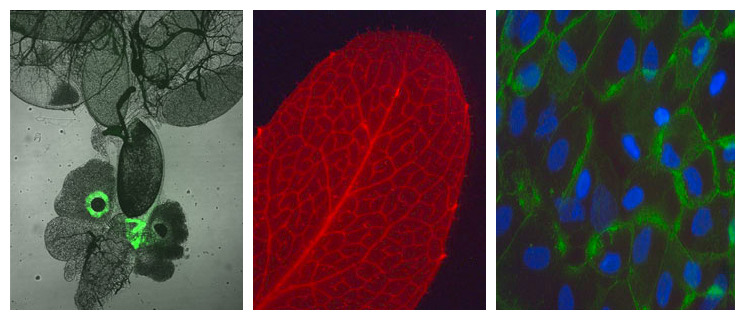 biotech-microscopes.jpg