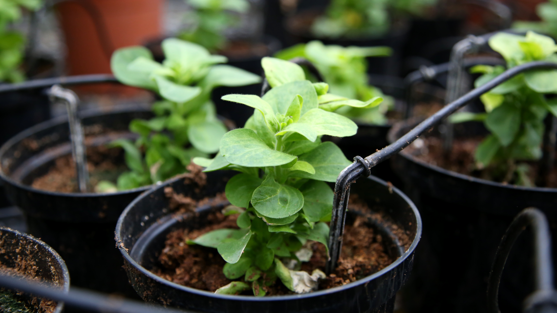 agroecology-and-plant-health-icon.png