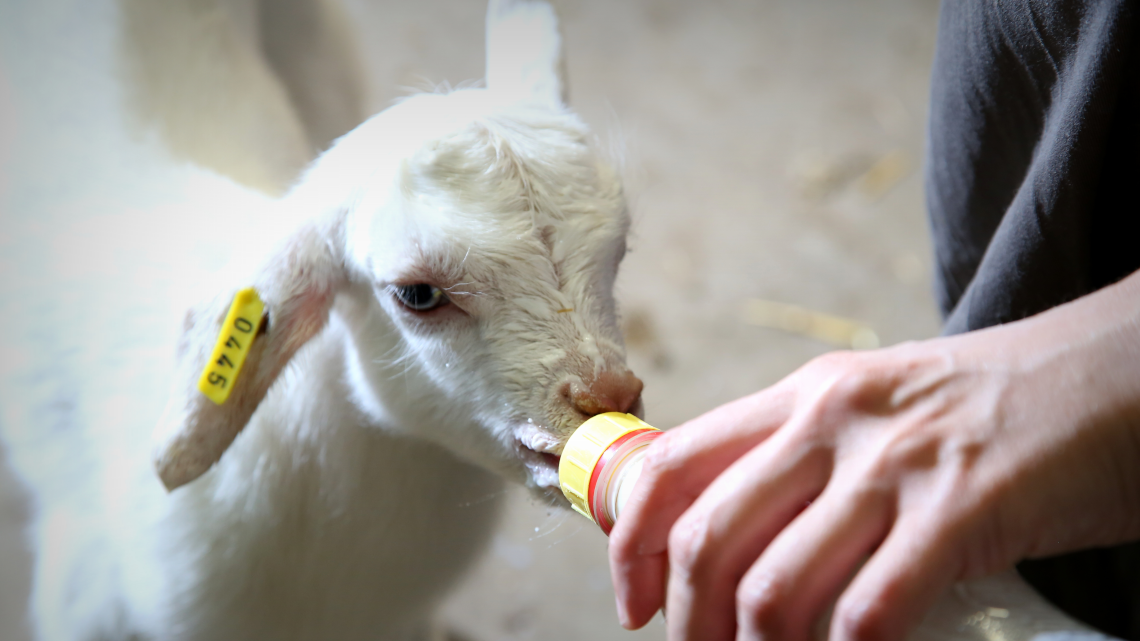 animal-and-veterinary-sciences-icon.png
