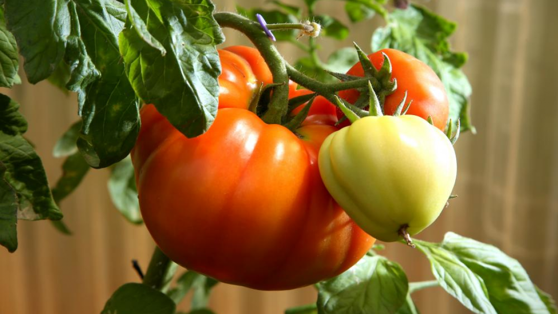 field-crops-and-vegetables-icon.png
